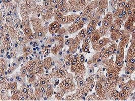 OGFOD1 Antibody (clone OTI1F4, Carrier-free)