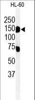 KIAA0922 Antibody (aa1266-1295)