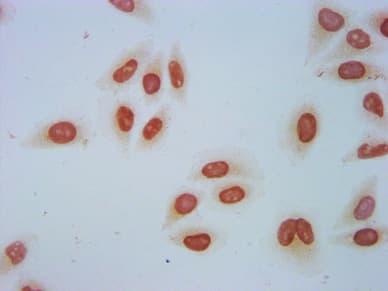 Polyclonal Rabbit anti-Human HIST1H2AI Antibody (IF)
