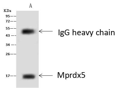 Polyclonal Rabbit anti-Mouse PRDX5 / Peroxiredoxin 5 Antibody (IHC, WB)