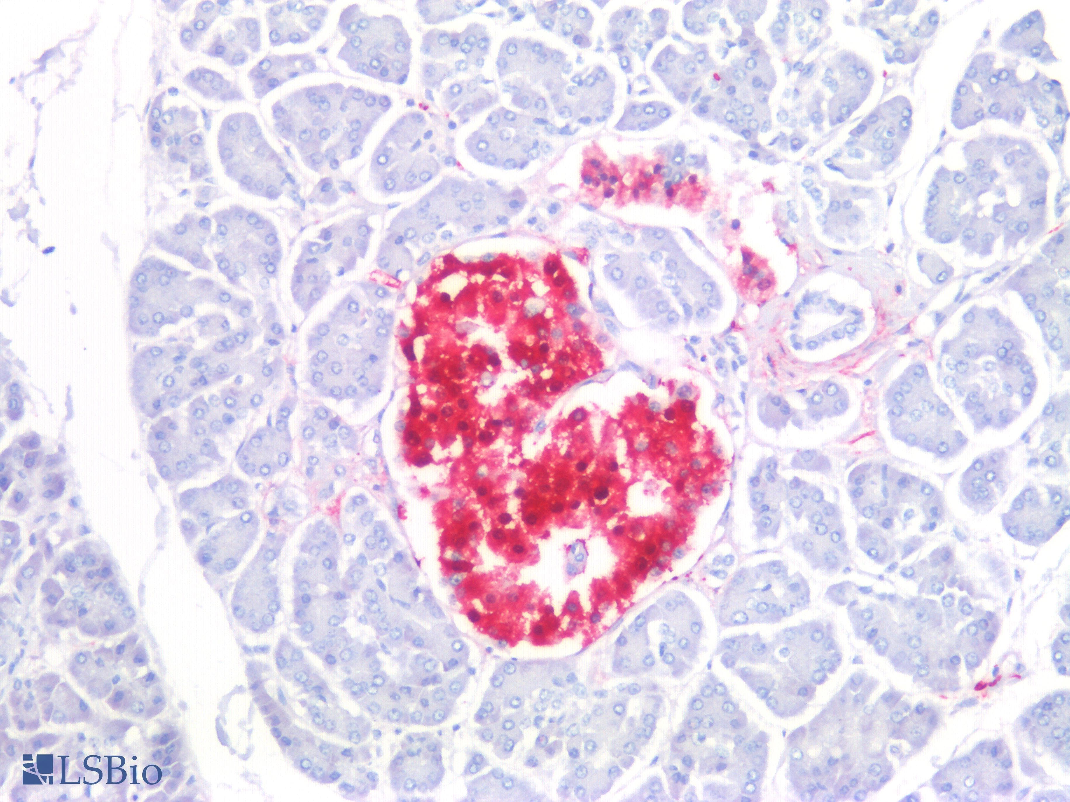 IHC-plus™ UCHL1 / PGP9.5 Antibody (C-Terminus)