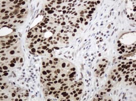 PCNA Antibody (clone OTI1H10)