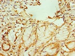 GATA2 Antibody (aa1-300)