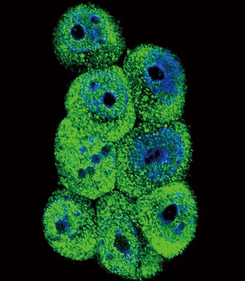 Polyclonal Rabbit anti-Human AKR1B1 / Aldose Reductase Antibody (aa102-135, IHC, IF, WB)