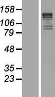 KIF1B / CMT2 Protein (Over-Expression Lysate Myc-DDK (Flag))