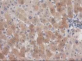 SNAP25 Antibody (clone OTI 1E6)