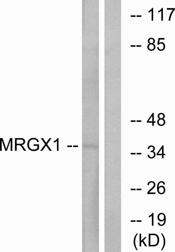 MRGX1 / MRGPRX1 Antibody