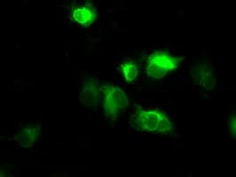NPR3 Antibody (clone OTI2C2, Carrier-free)