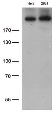 CAD Antibody (aa1918-2225, clone OTI10A3, Carrier-free)