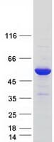 Human CAMK2D / CaMKII Delta Protein (Recombinant Myc-DDK (Flag))