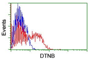 DTNB / Dystrobrevin Beta Antibody (clone OTI2E4)