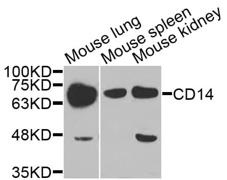 CD14 Antibody