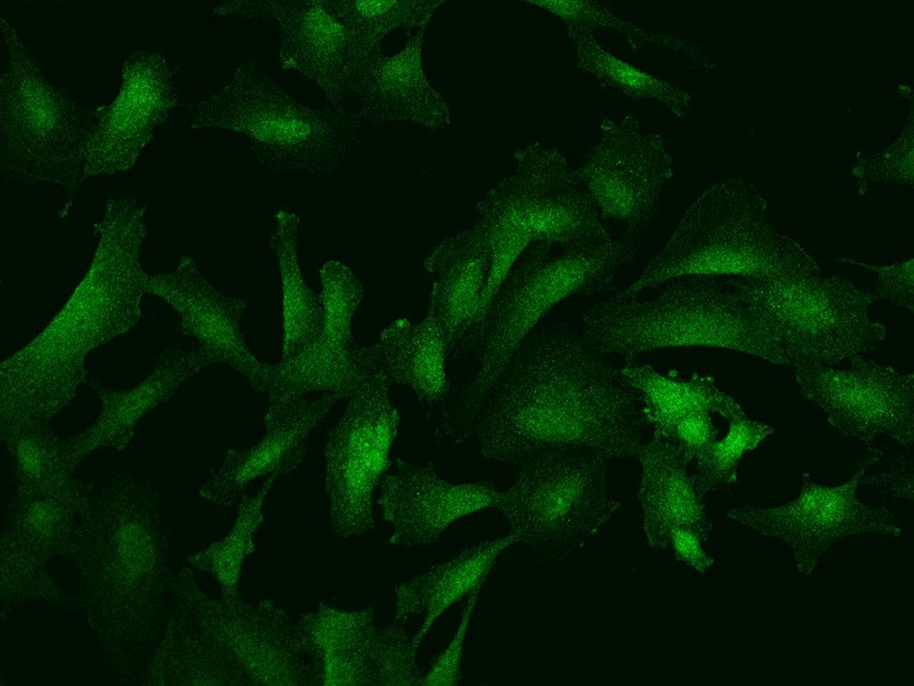 Polyclonal Rabbit anti-Human ARHGEF26 / SGEF Antibody (IF)