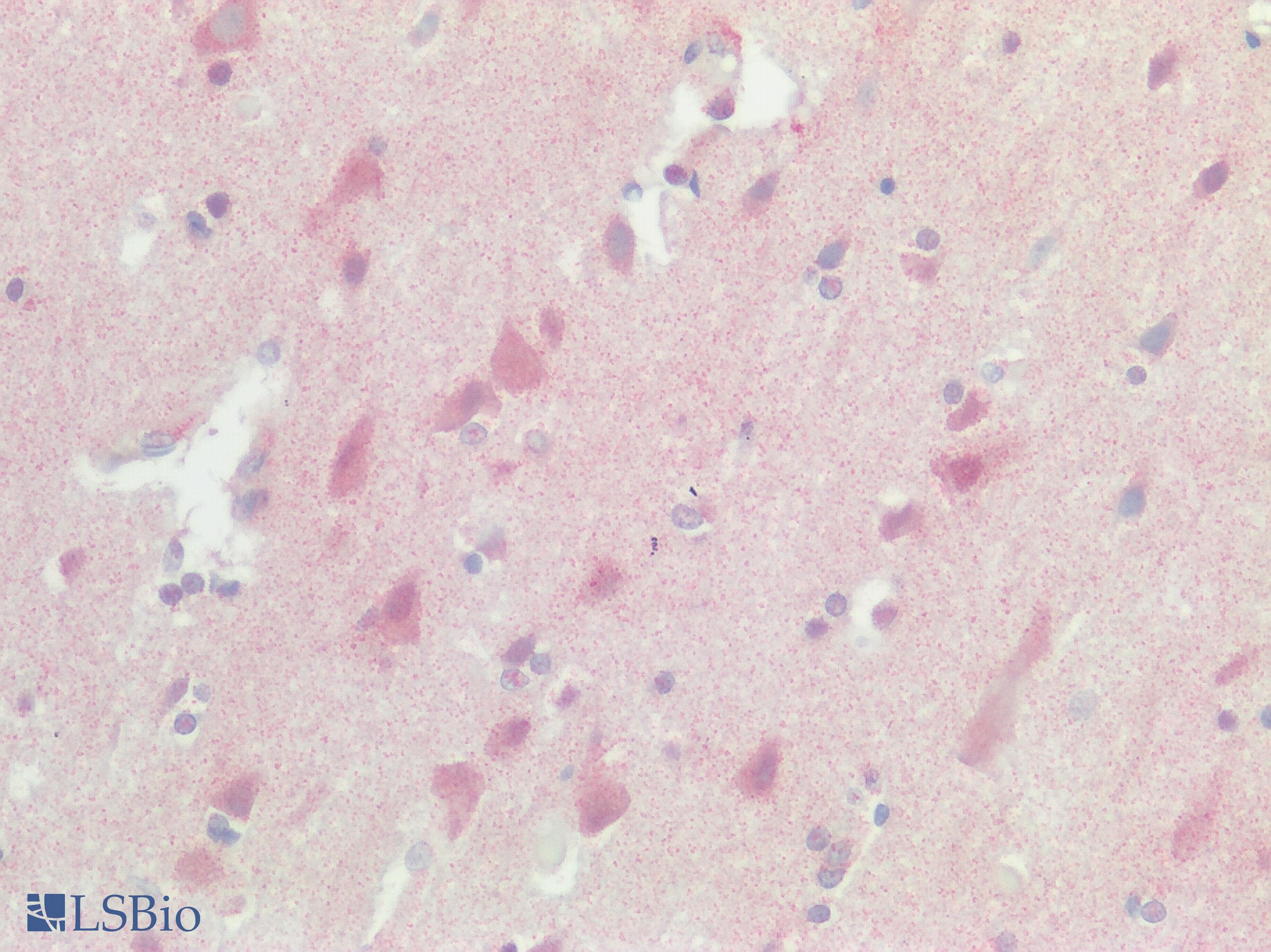 IHC-plus™ SREB / GPR85 Antibody (Extracellular Domain)