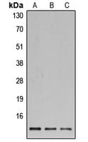 Histone H4 Antibody (N-Terminus)