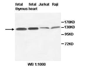 LAF4 / AFF3 Antibody