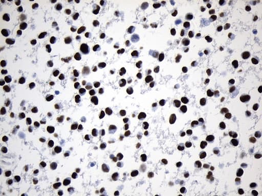 MCM2 Antibody (clone UMAB238, Carrier-free)