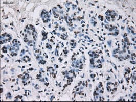 ID3 Antibody (clone OTI5C7)