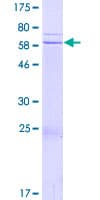 Human FAM71F1 Protein (Recombinant GST)