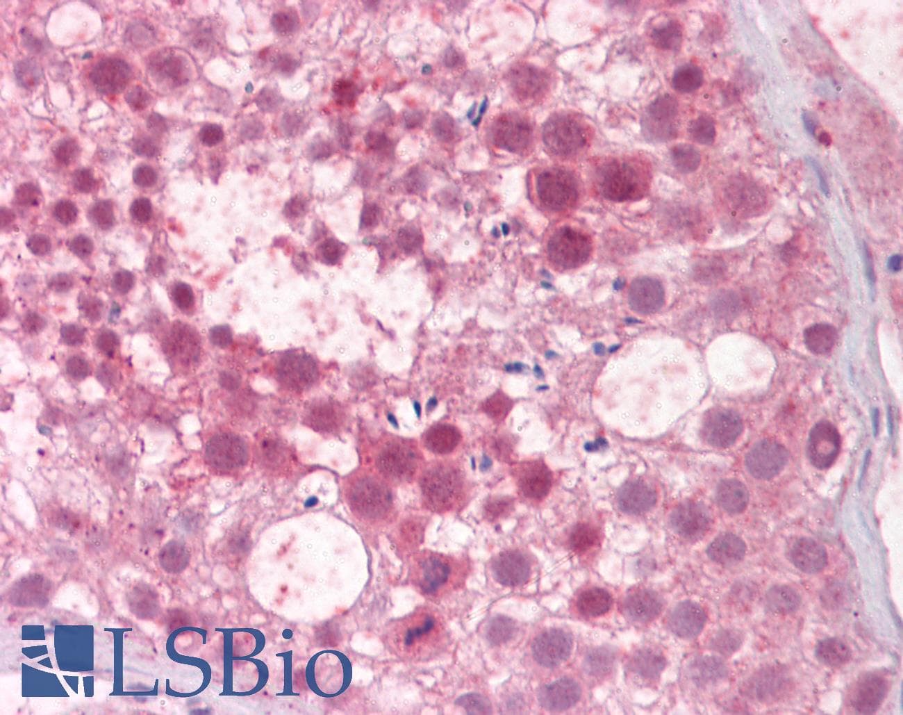 IHC-plus™ Humanin Antibody (aa1-24)