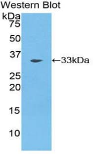 COLEC10 Antibody (aa34-277, Biotin)
