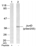 Polyclonal Rabbit anti-Human AP-1 / JUND Antibody (IHC, WB)