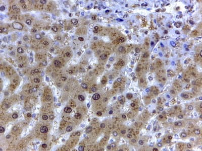 Polyclonal Goat anti-Human GAPDH Antibody (aa92-103, IHC, IF, WB)