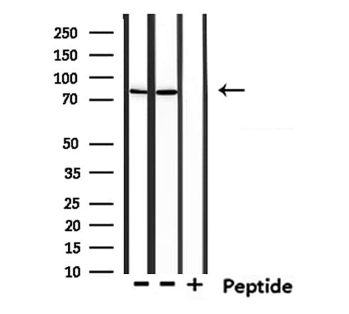 USP51 Antibody