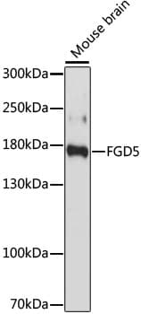 Polyclonal Rabbit anti-Human FGD5 Antibody (WB)