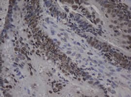 JUN / c-Jun Antibody (clone OTI9H10)