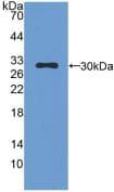 CMA1 / Mast Cell Chymase Antibody (aa9-247)