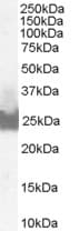 IHC-plus™ BID Antibody (aa230-241)