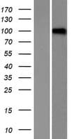 Human LRRC8D / LRRC5 Protein (Over-Expression Lysate Myc-DDK (Flag))