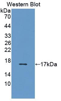 IL5 Antibody (aa20-134)