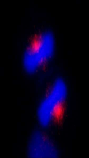 CEP170 Antibody (aa1534-C-term)
