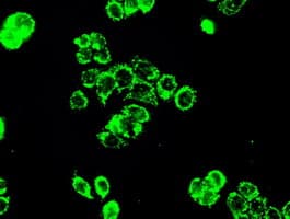 PPP5C Antibody (clone OTI2E12)