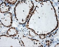 BAP / SIL1 Antibody (clone OTI1F9)