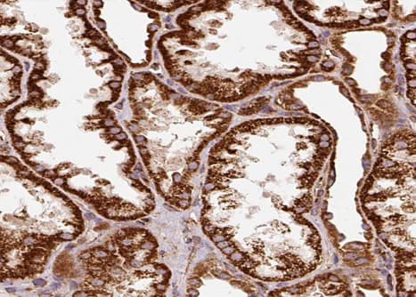Polyclonal Rabbit anti-Human WNT7B Antibody (IHC, WB)