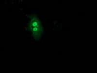 UBL4A Antibody (clone OTI1D4)