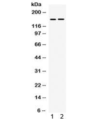TRIM33 / TIF1-Gamma Antibody