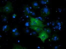 DYNC1LI1 Antibody (clone OTI1C2)