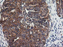 SSR1 Antibody (clone OTI4C7, Carrier-free)