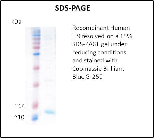 Human IL9 Protein (Recombinant)