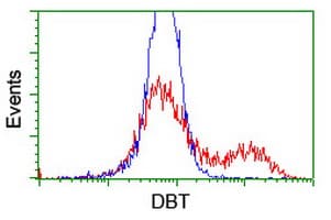DBT / E2 Antibody (clone OTI1G2)