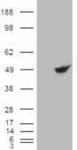 IHC-plus™ BHMT Antibody (aa391-402)