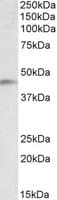IHC-plus™ Polyclonal Goat anti-Human NDRG2 Antibody (aa25-39, IHC, WB)