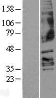 FFAR3 / GPR41 Protein (Over-Expression Lysate Myc-DDK (Flag))