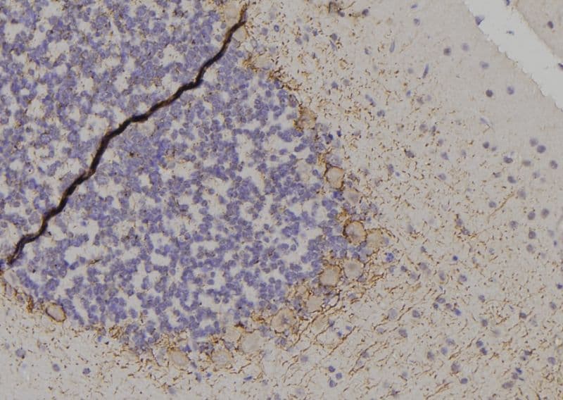 Polyclonal Rabbit anti-Human YWHAZ / 14-3-3 Zeta Antibody (phospho-Thr232, IHC, IF, WB)