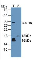CALML3 Antibody (aa1-149, Cy3)