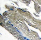 PIK3CG / PI3K Gamma Antibody (aa1041-1070)